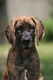 DOGUE ALLEMAND 778